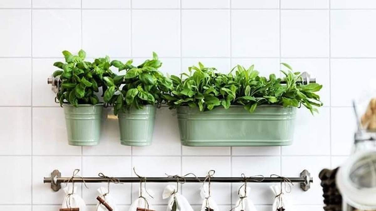 Plantas aromáticas. Fuente: (Instagram)