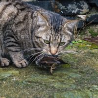 Los gatos son declarados “especie exótica invasora” en Polonia