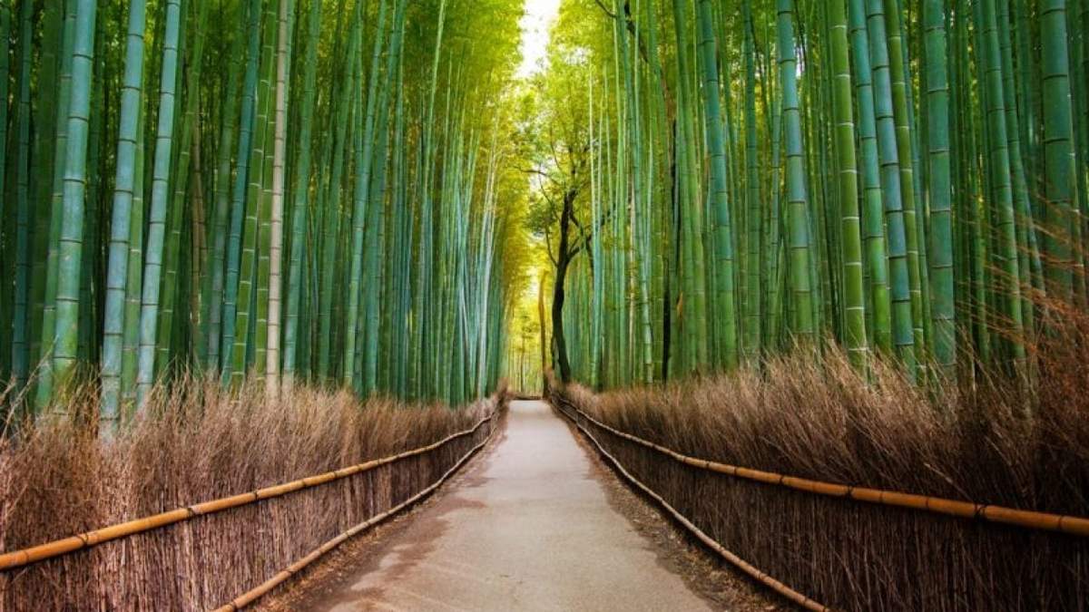 Senderos de bosques para recorrer cerca de Kioto. Fuente: (Instagram)