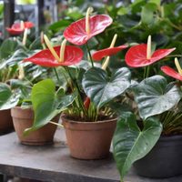 La planta con flores en forma de corazón que sobrevive en macetas y no necesita muchos cuidados