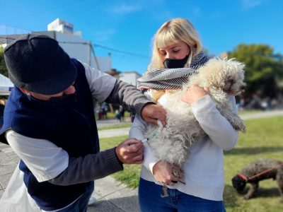 Chos Malal: piden por un programa de equilibrio poblacional de perros y gatos