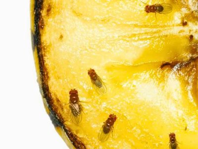 El truco para mantener alejadas a las mosquitas de tu compostera y evitar una invasión en tu jardín