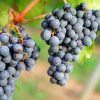Crece la vitivinicultura en la provincia de Santa Fe