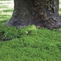 Conocé la planta que es perfecta como cubresuelo y para reemplazar el pasto debajo de los árboles