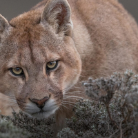 Un puma suelto mantiene en alerta a los vecinos de Mar Chiquita