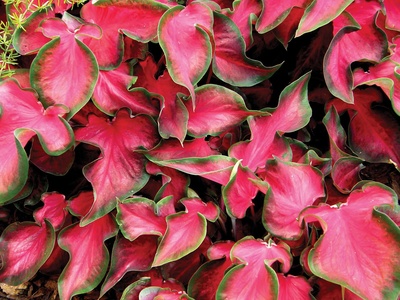 Las plantas de interior más lindas y coloridas, que le dan a tu hogar un aire sofiticado y son fáciles de cuidar