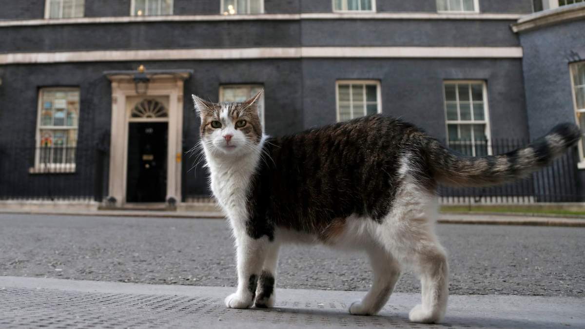 Larry, el gato oficial de la residencia del primer ministro británico