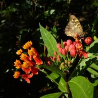 Hermosa, poderosa y rebelde: la planta que transforma tu jardín en un santuario de mariposas