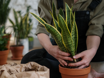 Prestá atención: cómo saber cuándo tenés que cambiar tus plantas de macetas