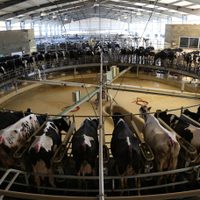 Insuficiente la producción de leche en México