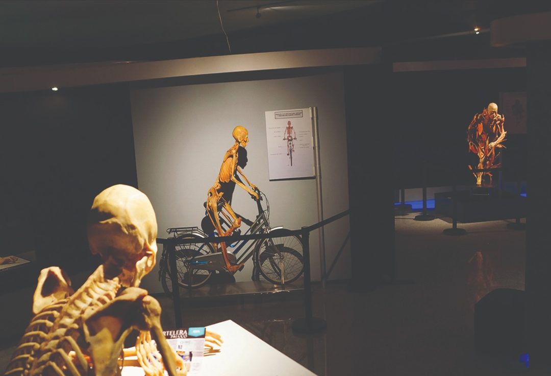 cuerpos En su mayoría, provenientes de Asia. Foto Cortesía Museo Monte Piedad