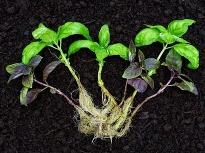 Este alimento que tenés siempre en la alacena puede ayudarte a lograr raíces más fuertes y sanas en tus plantas
