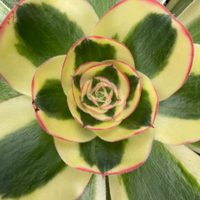 Suculentas: secretos para cuidar a la Aeonium Poseidon, la crasa gigante multicolor