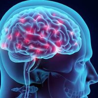 ¿Qué son y cómo funcionan las redes neuronales?