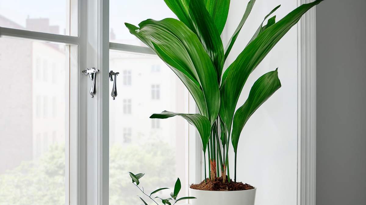 Plantas. Fuente: (Instagram)