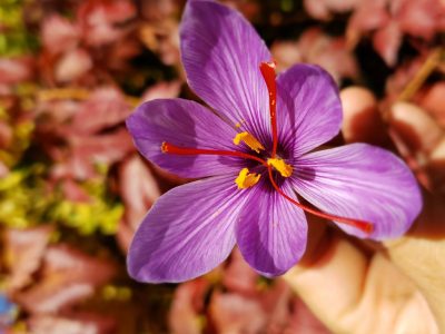 La planta que, si lográs cultivar, te va a volver millonario: cuál es y por qué