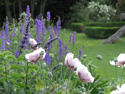 2 plantas con flores preciosas que tenés que sembrar en julio para disfrutarlas plenamente en primavera