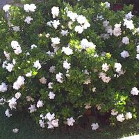 Poné en práctica estos trucos para que tu planta de Gardenia esté repleta de flores