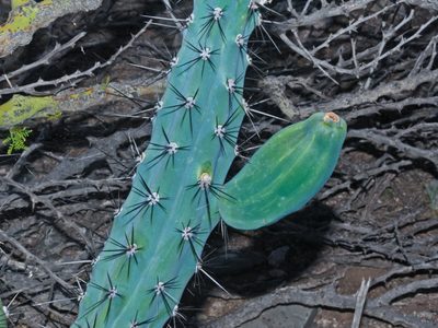 Si tu Cactus se rompió, no te asustes: mirá cómo salvarlo y reproducirlo sin gastar una fortuna