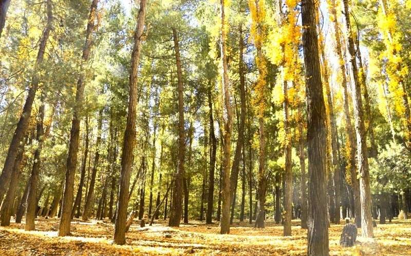 Los colores del otoño impactan en el Bosque Comunal.