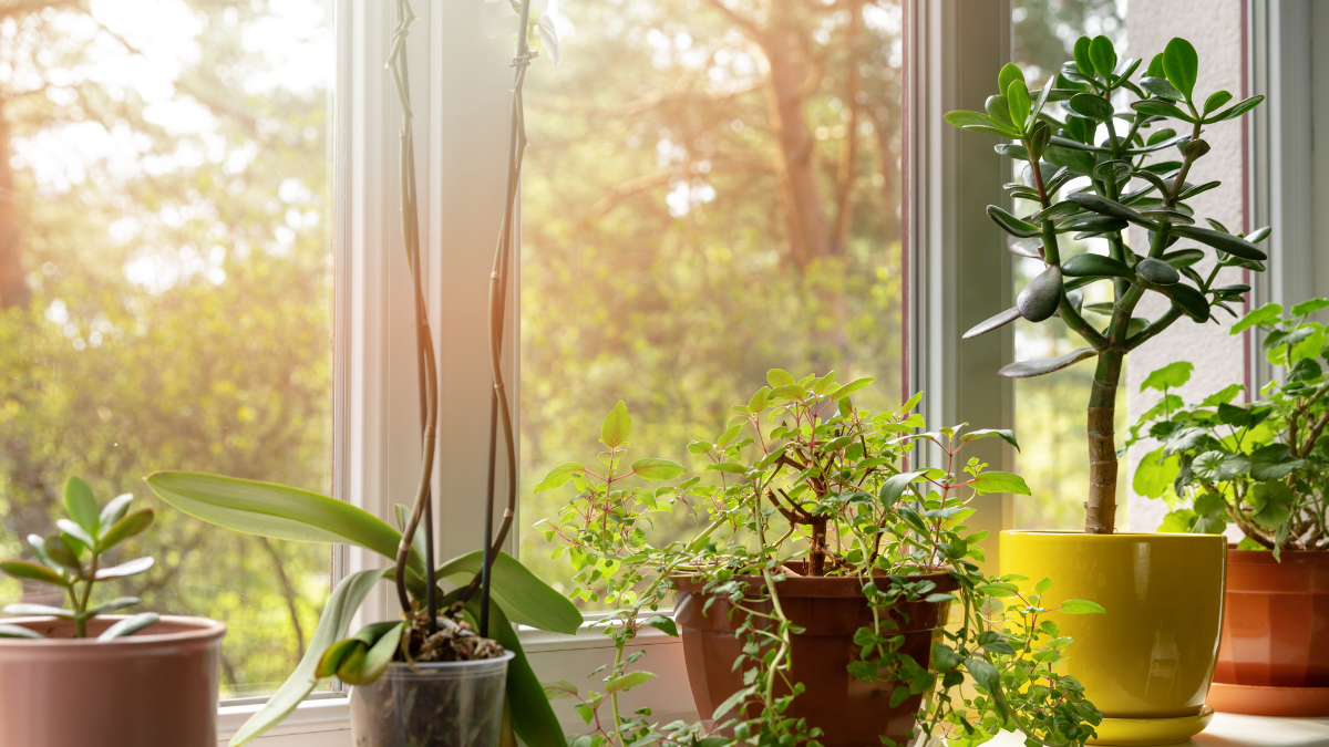 Plantas. Fuente: (eq epsicu)