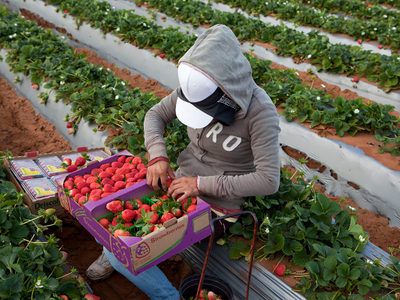 Dos años después del paro, nada ha cambiado para los jornaleros de San Quintín