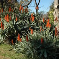 La planta que todas las abuelas tenían en su jardín y esconde poderosos beneficios en sus flores