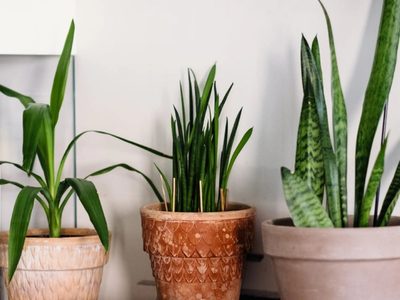 No gastes en sustratos carísimos: el truco para mantener tus plantas de maceta sanas todo el año