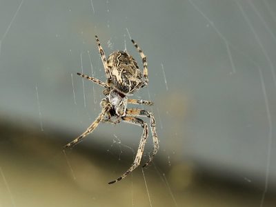 Descubrieron que una especie de araña usa su red para algo insólito