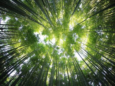 El mayor certificador de crédito de carbono cambiará la forma en la que mide su impacto