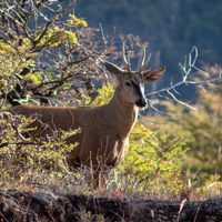 Chubut: se avistó un huemul en el Parque Nacional Los Alerces