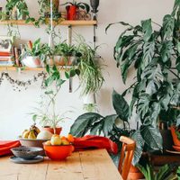5 plantas hermosas y frondosas, imposibles de matar e ideales para distraídos