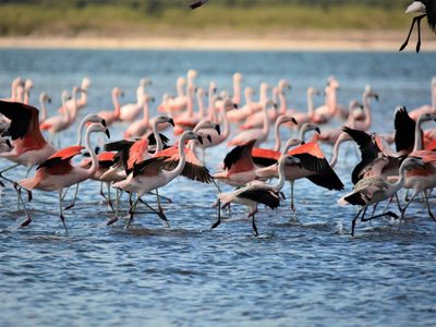 Un espectáculo de la naturaleza: flamencos llegan a anidar a Mar Chiquita