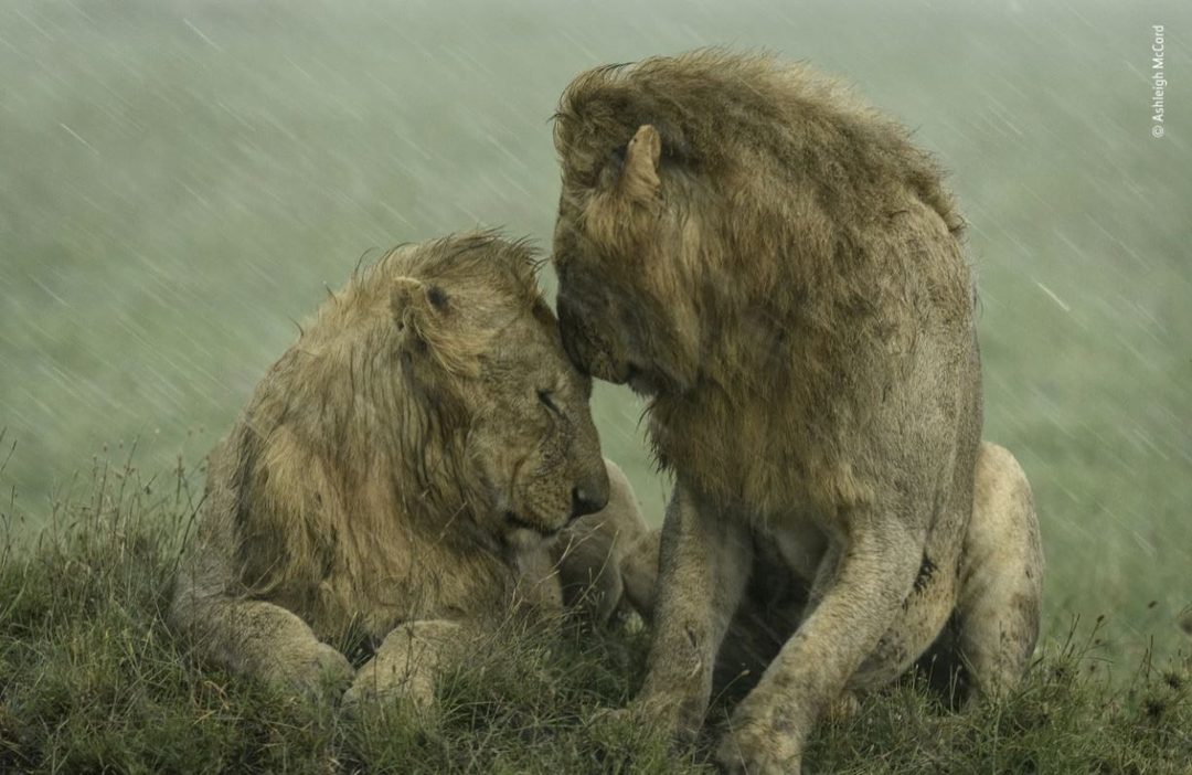 leones