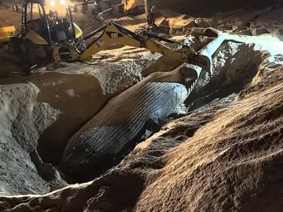 Ballena jorobada muere varada en Mazatlán