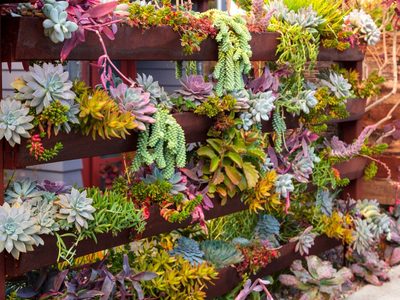 Consejos prácticos para armar un jardín de suculentas en un rincón de nuestra casa