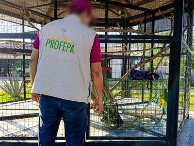 En Macuspana indagan a líder de Morena por comer tortuga