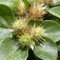 Vale una fortuna y crece en tu jardín como maleza: la planta que es un 10 para tu salud