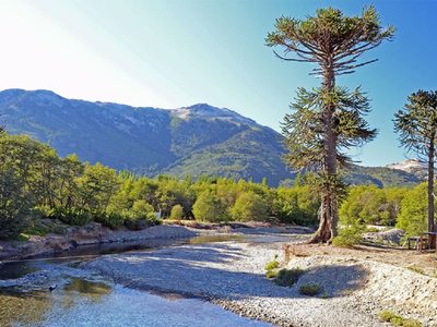 En Villa Pehuenia, “los árboles cuentan historias”