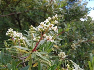 Descubrí el arbusto con flores que va a transformar tu jardín sin pedirte mucho cuidado