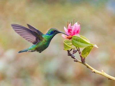 Con 1 botella plástica y súper fácil, creá este bebedero para que tu jardín se llene de colibríes