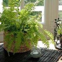 La planta que puede acabar con la humedad y los hongos de las paredes en tu hogar