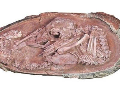 Un embrión de dinosaurio perfectamente conservado fue hallado en China