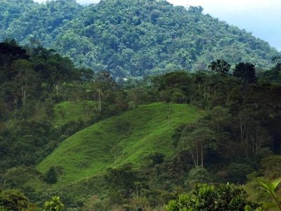 Bosques tropicales mantienen el planeta un grado Celsius más fresco