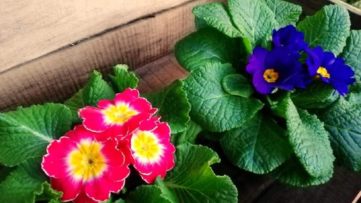 Qué plantas sembrar en otoño. Fuente: (X)