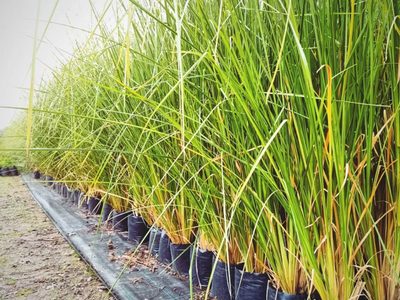 La planta de rápido crecimiento que es perfecta para protegerte de los vecinos chismosos: cuidados y secretos