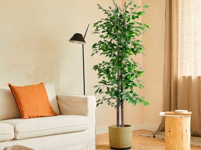 Según el feng shui, la planta que debés tener en el living para tener las charlas más amistosas