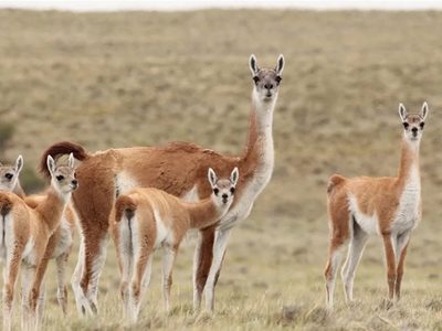 El cerco de Santa Cruz: la insólita medida para evitar el cruce de guanacos