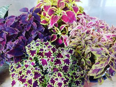 Ideal para principiantes: la planta que está de moda por sus colores y requiere muy pocos cuidados