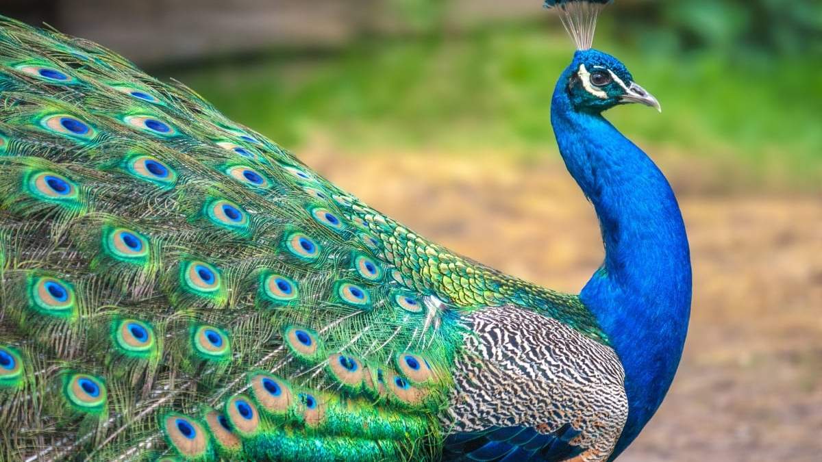 Pavo real. Fuente: (Instagram)